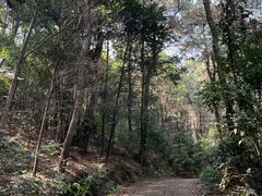 -铁山坪森林公园