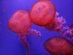 -长沙海底世界