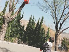 -青岛森林野生动物世界
