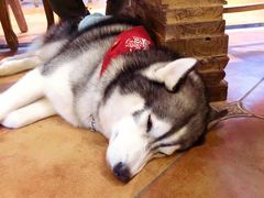 -more than meow吴止猫主题餐厅(承德 中船汇店)