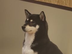 -和它·交个朋友·狗咖猫咖(爱琴海店)
