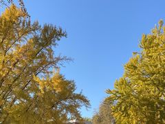 -三里屯东五街银杏大道