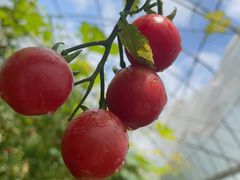 -海堤葡萄园中小学生研学基地