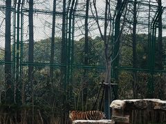 -上海野生动物园老虎餐厅