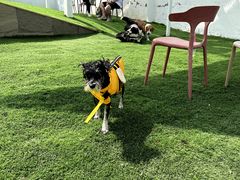 -爪吧宠物乐园 (温榆河示范区店)