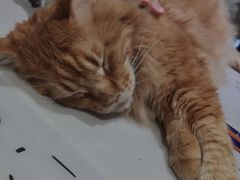 -藏猫猫咖啡主题馆(中央大道店)