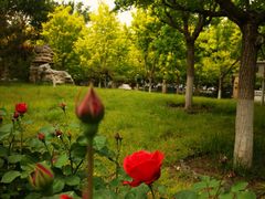 -莲花池公园