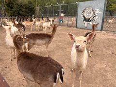 -北京麋鹿生态实验中心