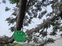 -月湖风景区