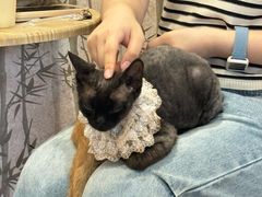-楼上猫咖(罗湖店)