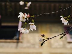 -武汉大学-樱园