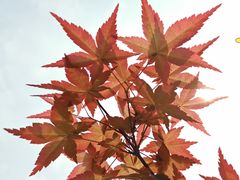 -桤木河湿地公园