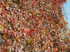 -原山国家森林公园