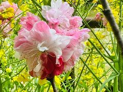 -南汇桃花村