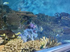 -上海海洋水族馆