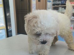 -博特宠物医院24h犬猫全科.骨科·异宠