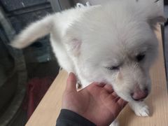 -瑞鹏宠物医院·超声·骨科·奇麟分院(蜀都万达店)