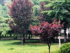 景点-金星公园