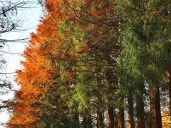 -山王坪喀斯特国家生态公园