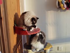 -Catmate·猫肥家润(金润铂宫店)