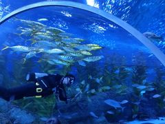 -芜湖新华联大白鲸海洋公园