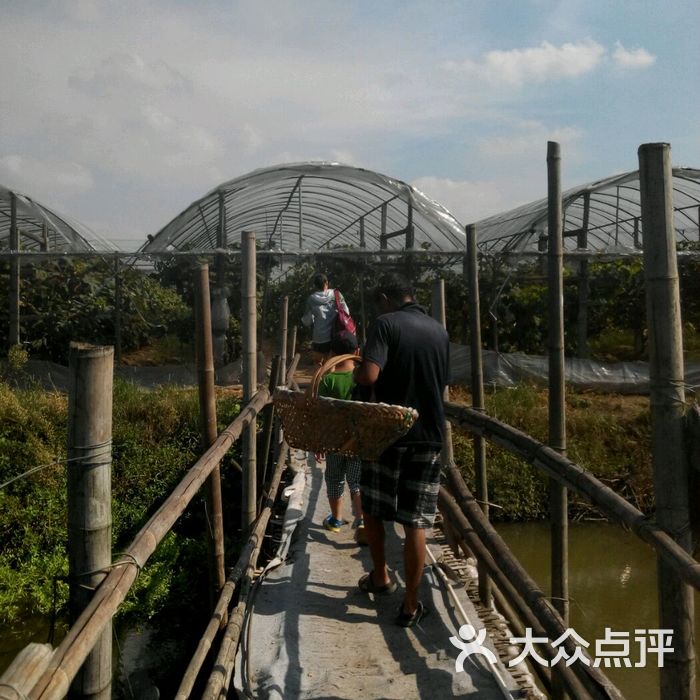 马陆小张葡萄园图片-北京采摘/农家乐-大众点评网