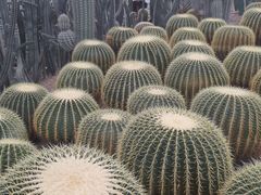 -南山植物园