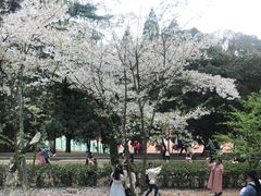-武汉大学-樱园