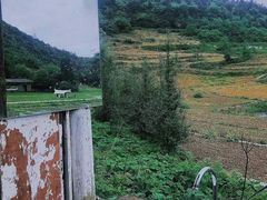 -武陵山森林公园