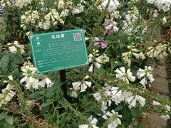 -广西壮族自治区药用植物园