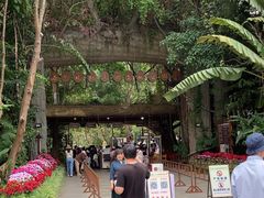-西双版纳原始森林公园