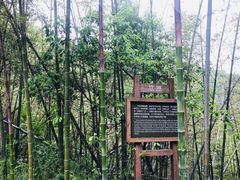 -云碧峰国家森林公园