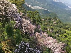 -梧桐山风景名胜区