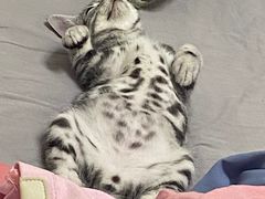 -喵zoo家庭繁育猫舍(尖东智能花园店)