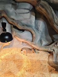 -Zoolung Zoolung动物主题公园(海信广场店)