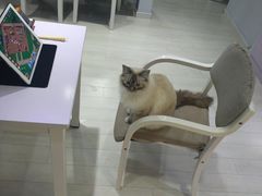 -喵的天空名猫咖啡馆·撸猫·猫舍·用品