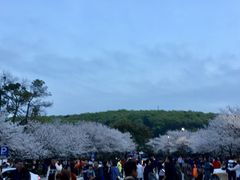 -武汉大学-樱园