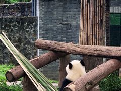 -都江堰中华大熊猫苑
