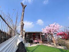 -樂桃源奉贤黄桃种植采摘基地