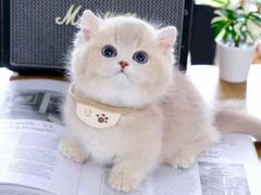 -欣宠猫屋·矮脚拿破仑·蓝金金渐层