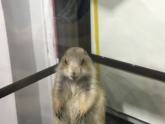 -钓仓鼠(洋桥北里小区店)