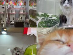 -青奢宠物·青奢猫舍