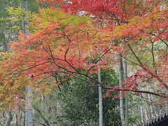 -严子陵钓台(富春江小三峡)