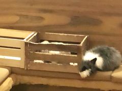 -猫猫幼稚园·撸猫·桌游·电玩