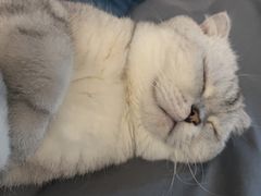 -金凤凰健康养生·足疗·推拿·SPA(横岗店)