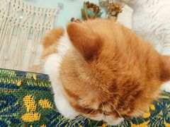 -平行世界·猫咖(首经贸店)