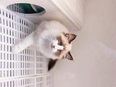 -lincat·猫舍(广州店)