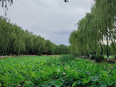 -东升八家郊野公园