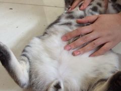-米苏动物医院·犬猫专科·骨科外科内窥镜
