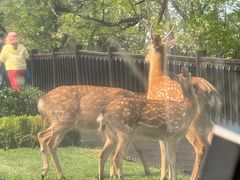 -大连森林动物园